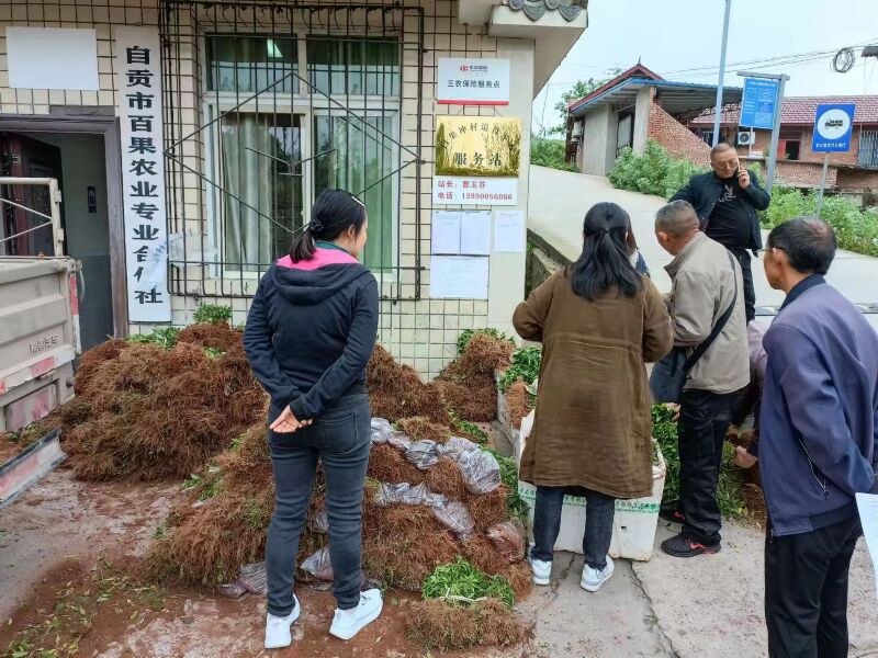 萬企興萬村——為幫扶村民免費發(fā)放辣椒苗